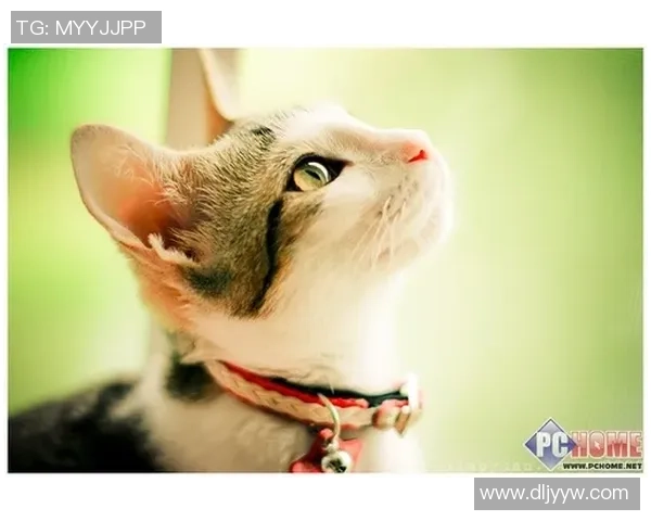 足球明星们的爱宠猫咪名字大揭秘你知道多少呢